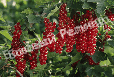 Смородина красная Ровада