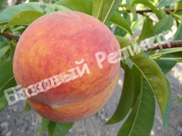 Персик Ранний Кубани