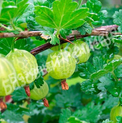 Крыжовник Мукуринес