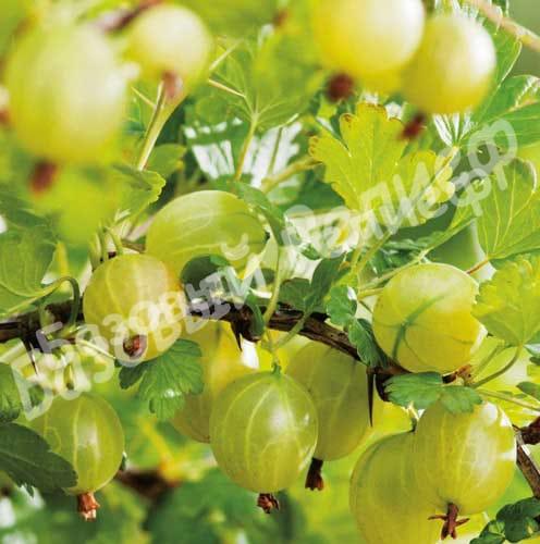 Крыжовник Мукуринес