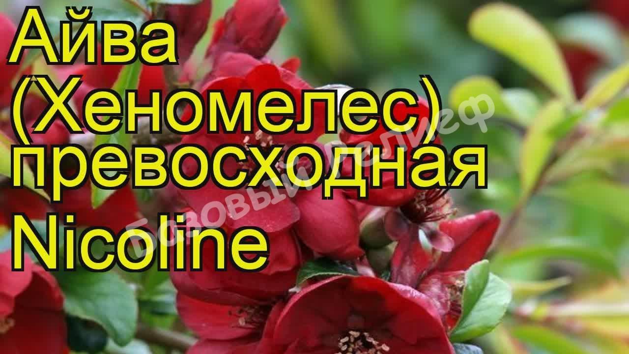Айва превосходная Николин
