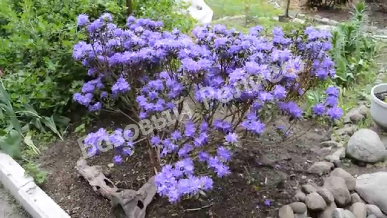 Рододендрон плотный Гриштеде