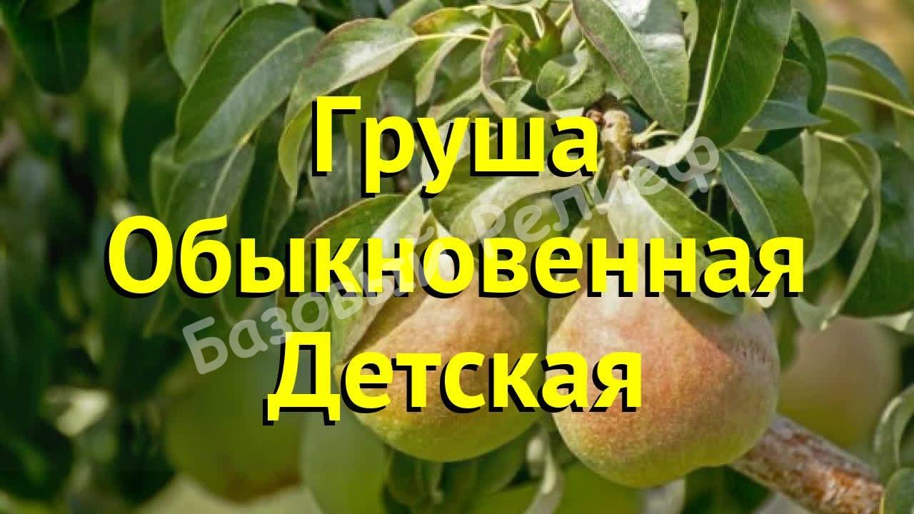Груша Обыкновенная Детская