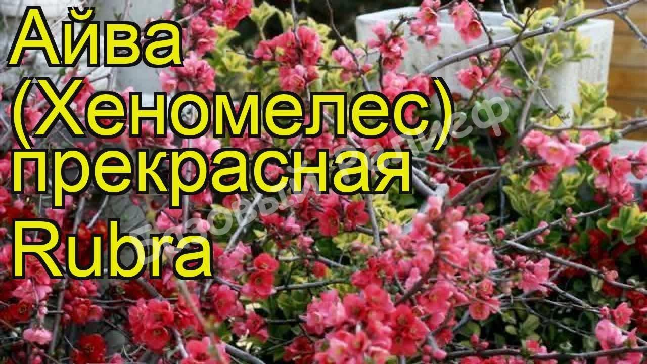 Айва японская Рубра