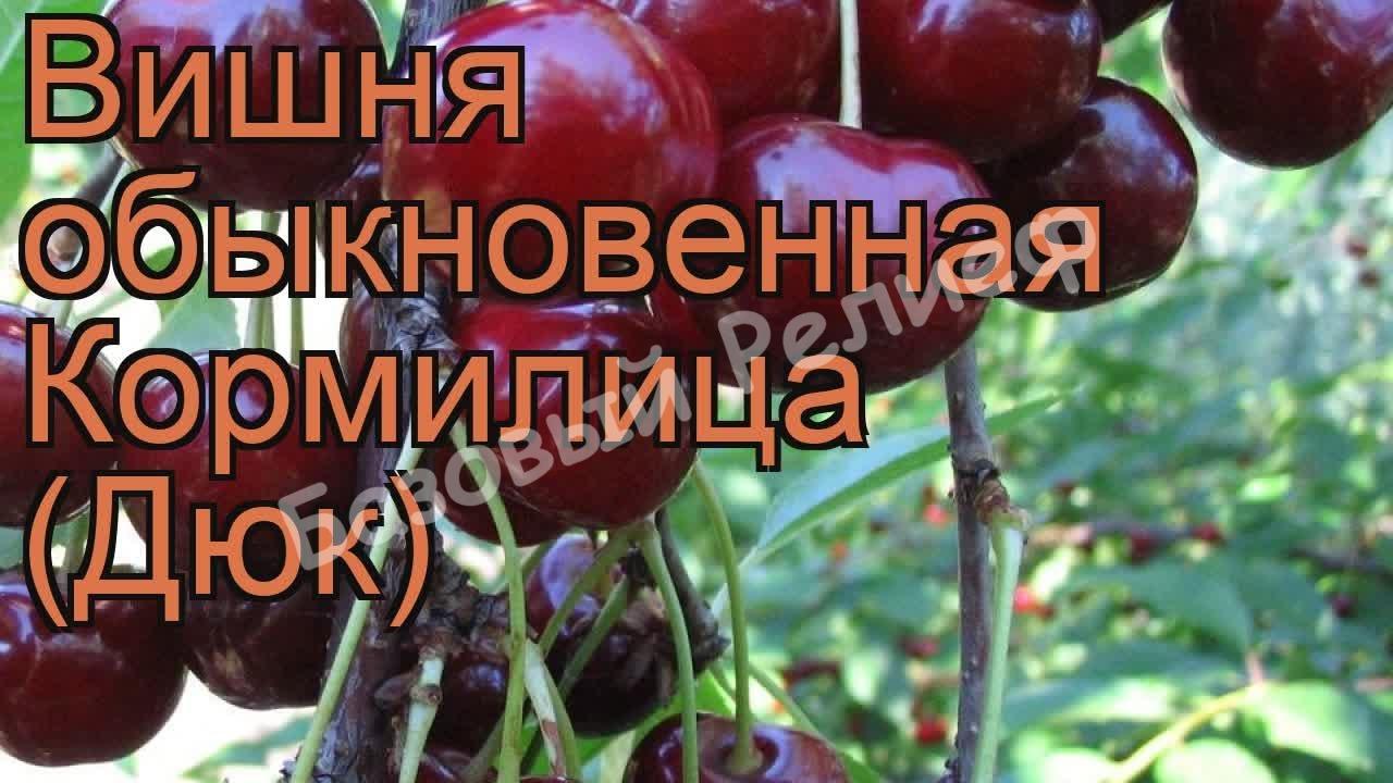 Вишня Кормилица (Дюк)