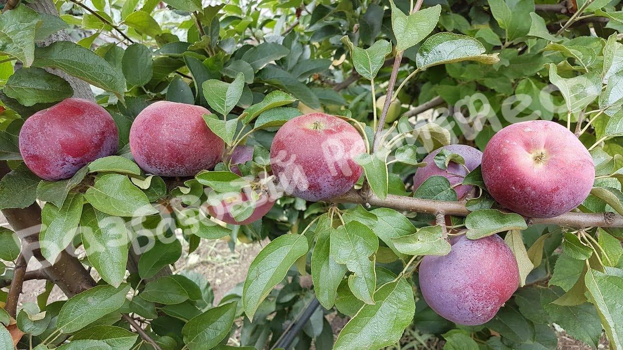 Саженцы яблони Вильямс Прайд