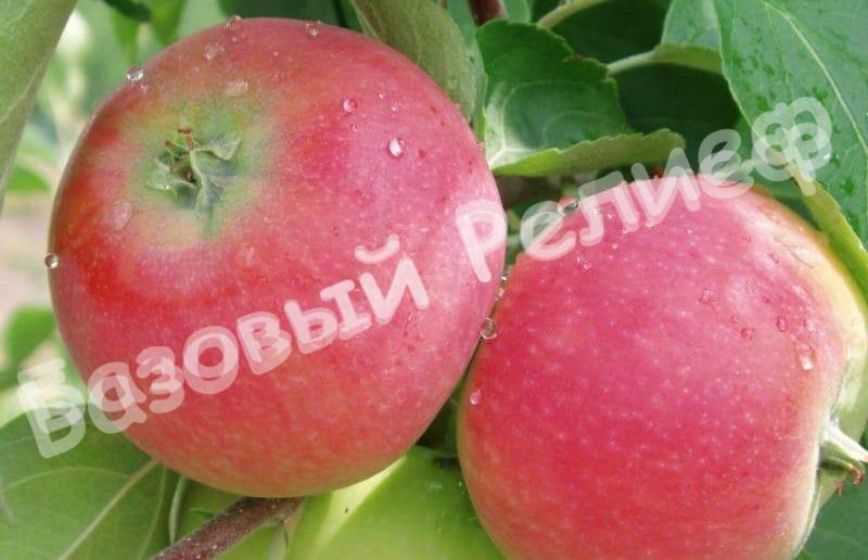 Саженцы яблони Женева Эрли