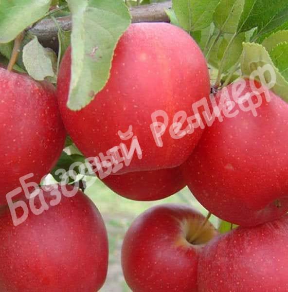Саженцы яблони Гала Маст