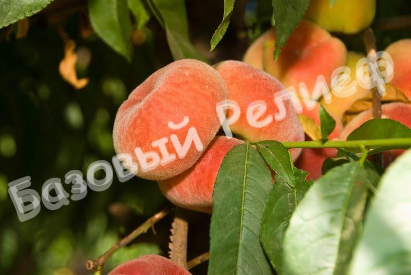 Персик инжирный Релианс