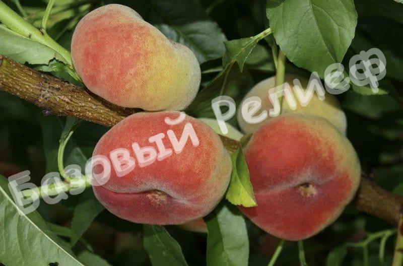 Персик инжирный Сатурн