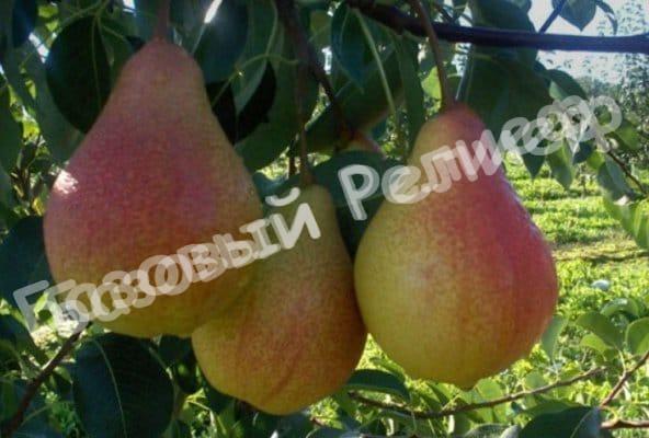 Груша Просто Мария