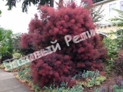 Скумпия кожевенная Роял Перпл