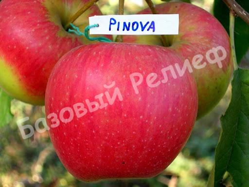 Саженцы яблони Пинова