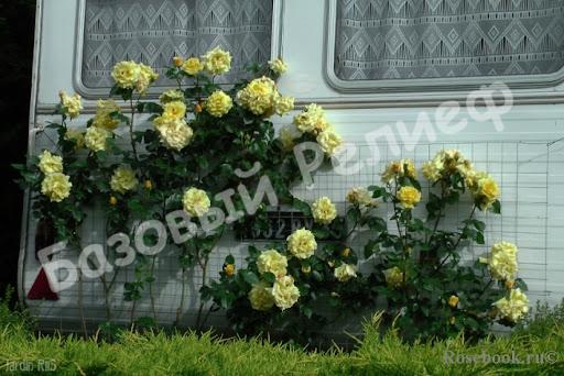 Роза Лихткёниген Лючия