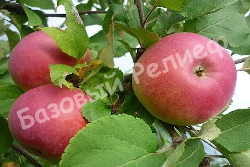 Яблоня Беркутовское