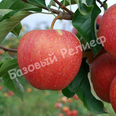Саженцы яблони Пинова