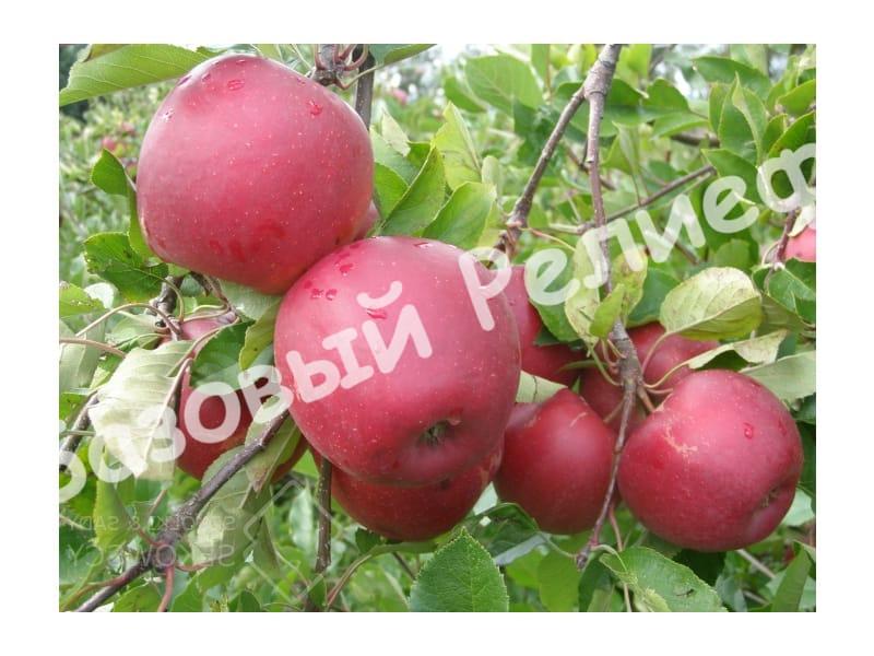 Саженцы яблони Дарк Рубин