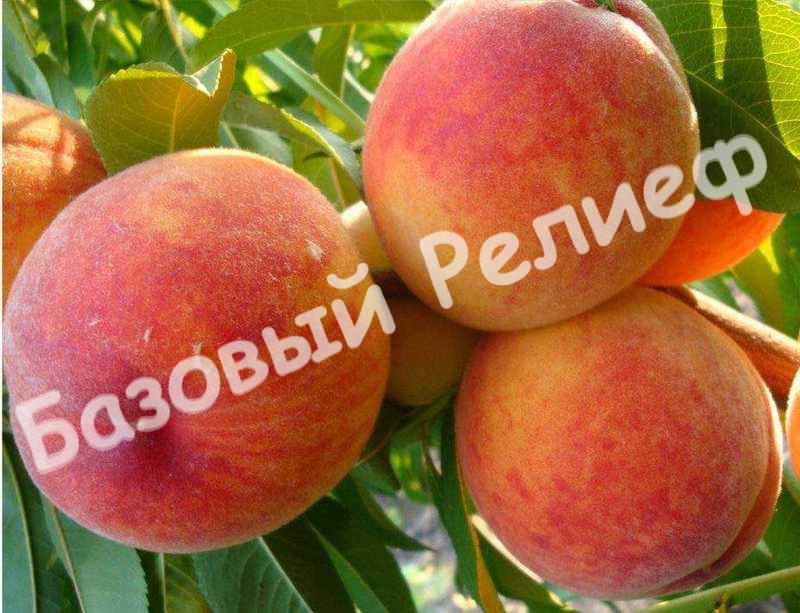 Персик Золотой юбилей