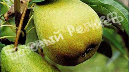 Груша Есенинская