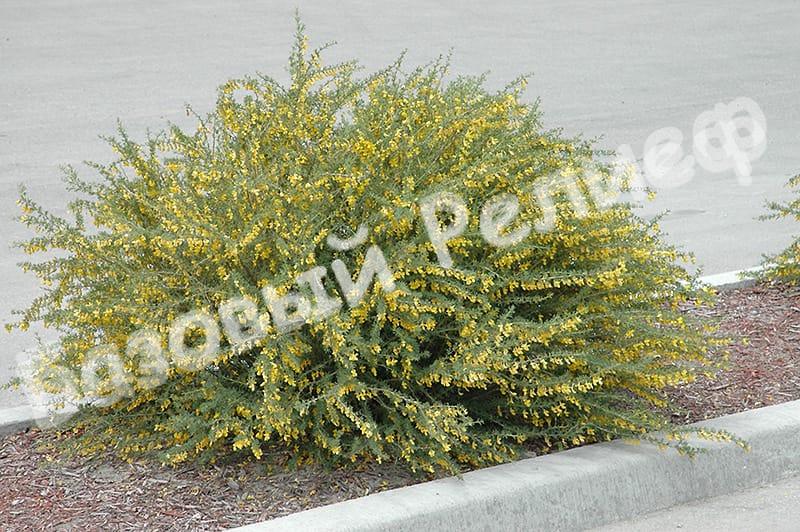 Акация алтайская карликовая