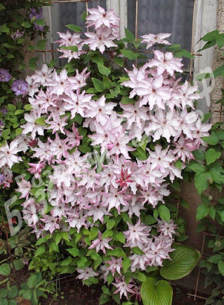 Клематис Омоширо