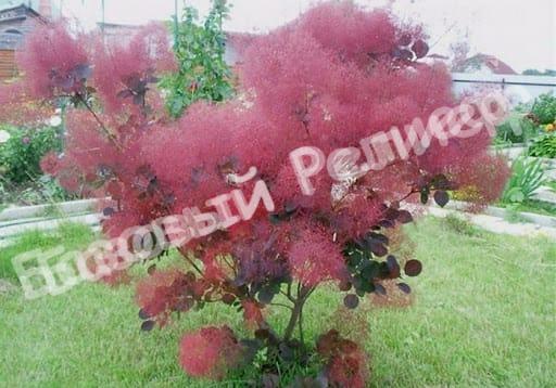 Скумпия кожевенная Рубрифолиус