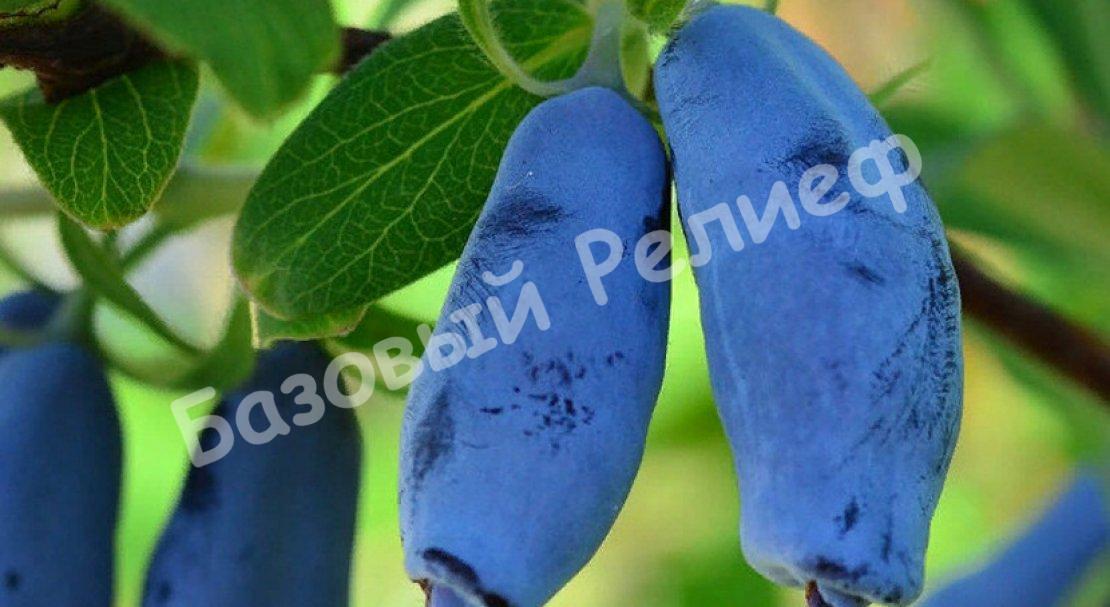 Жимолость камчатская Сибирячка