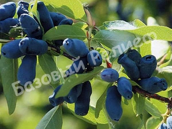 Жимолость камчатская Атут