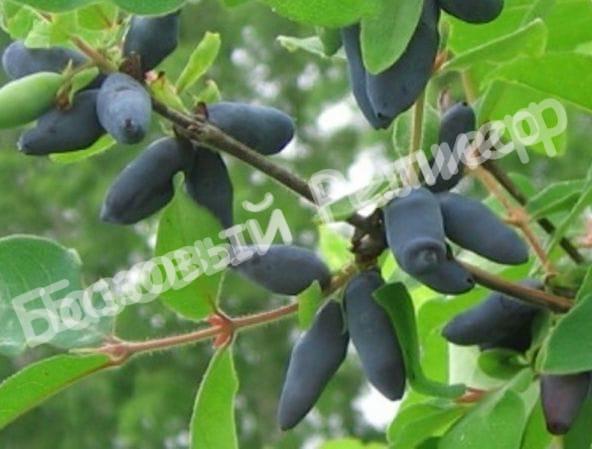 Жимолость камчатская Бакчарская