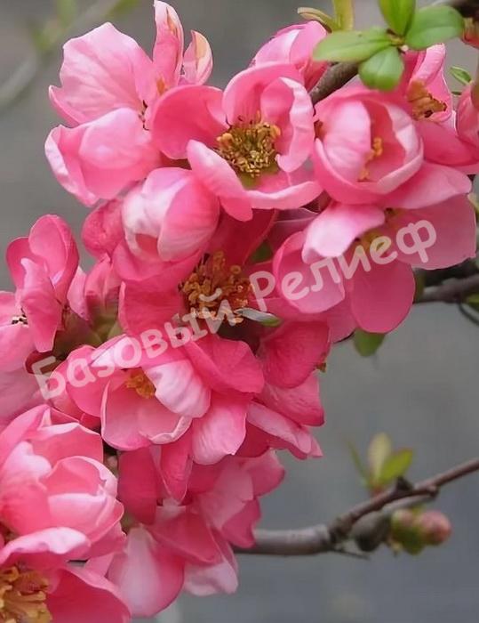 Айва превосходная Pink Trial