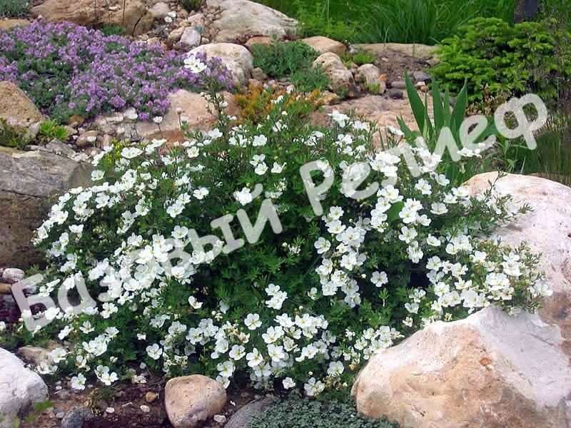 Лапчатка кустарниковая Aбботсвуд
