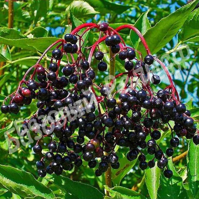 Бузина черная Ауреа