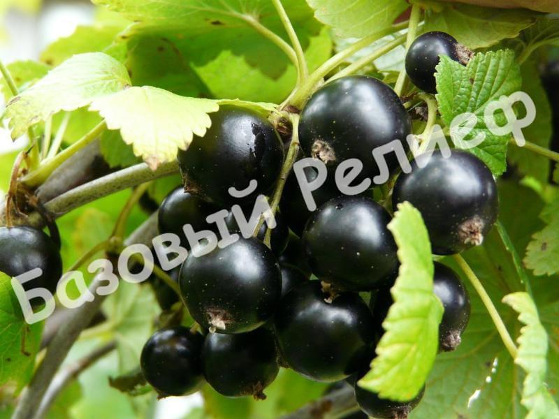 Смородина черная Экзотика