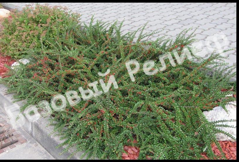 Кизильник Даммера Эйхольц