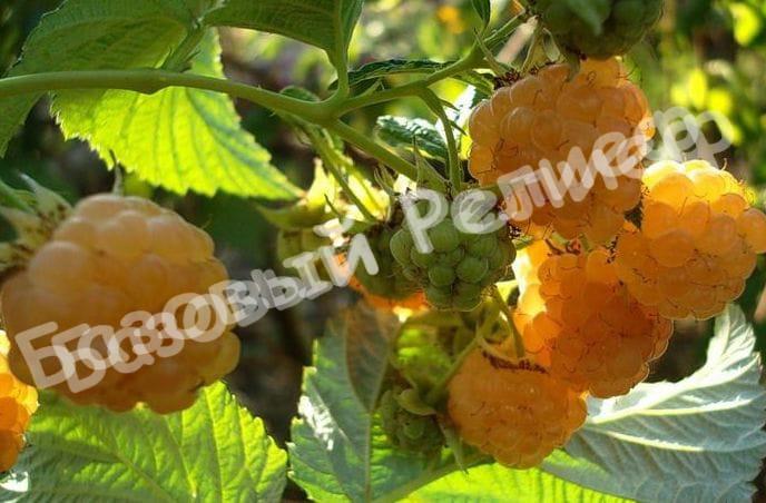 Малина Голден Квин