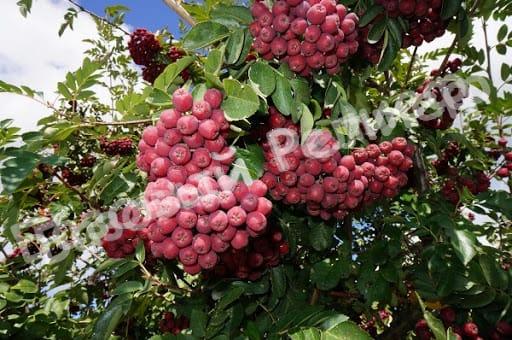 Рябина Гранатная