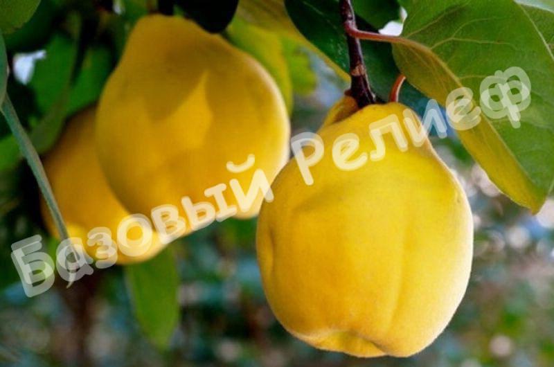 Айва Золотое Руно