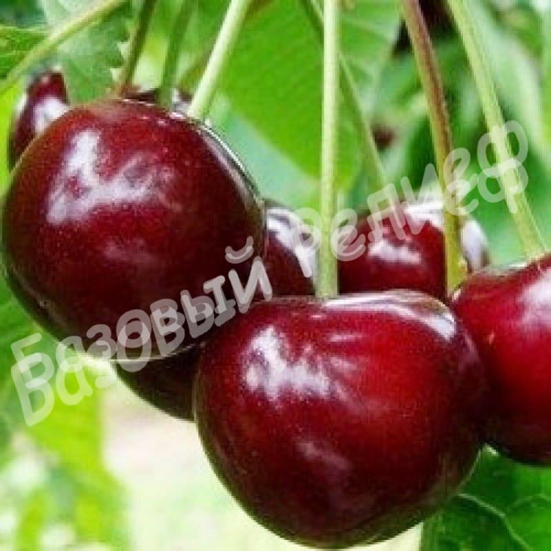 Вишня Игрушка