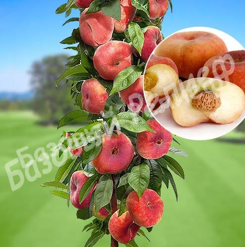 Персик колоновидный Инжирный