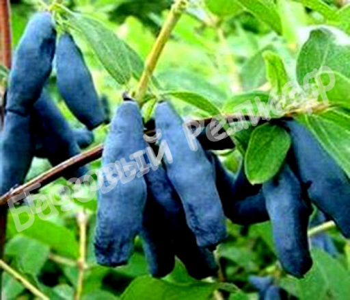 Жимолость камчатская Карина