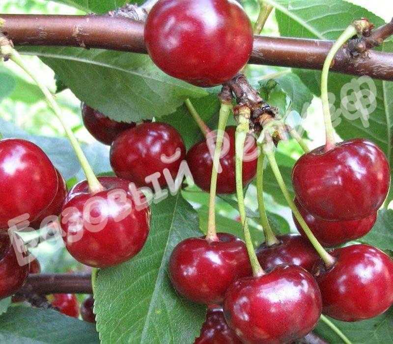 Вишня Келлерис