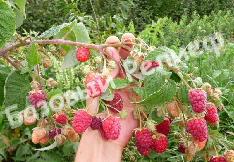 Малина Брянское диво