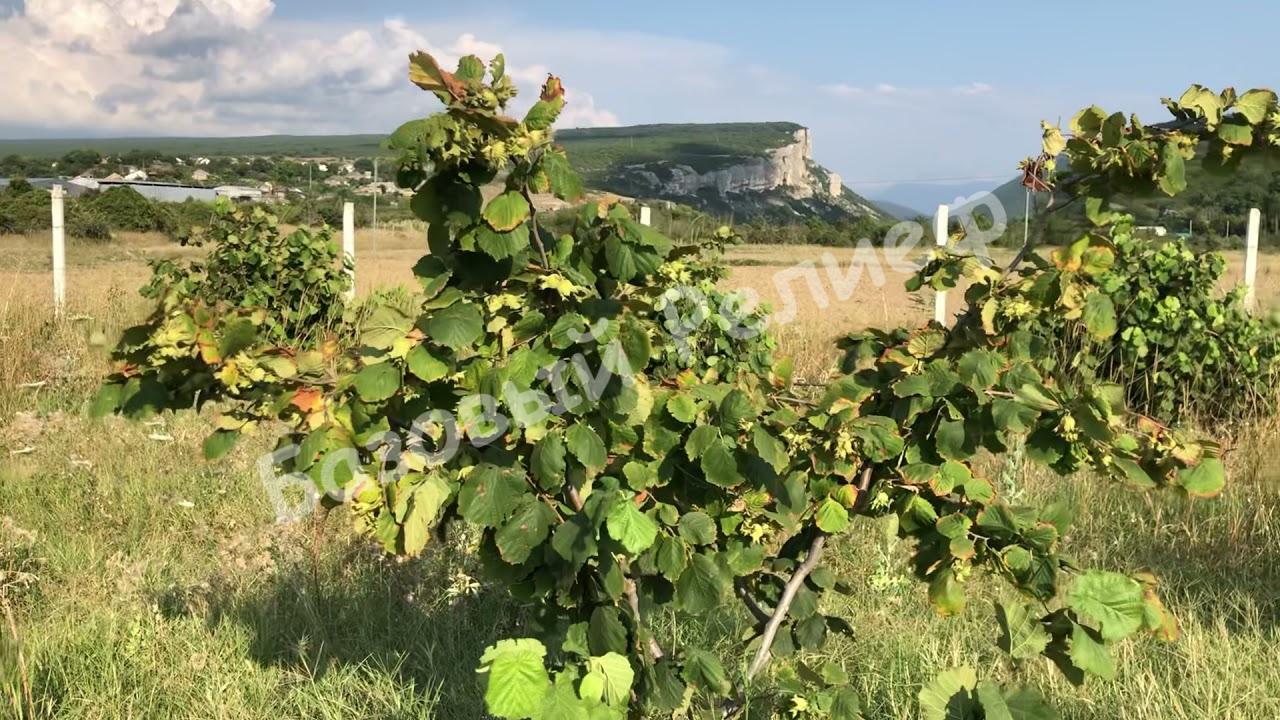Фундук Сачахлы