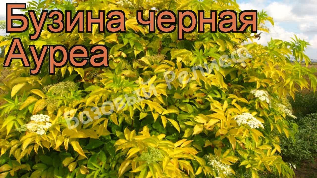 Бузина черная Ауреа