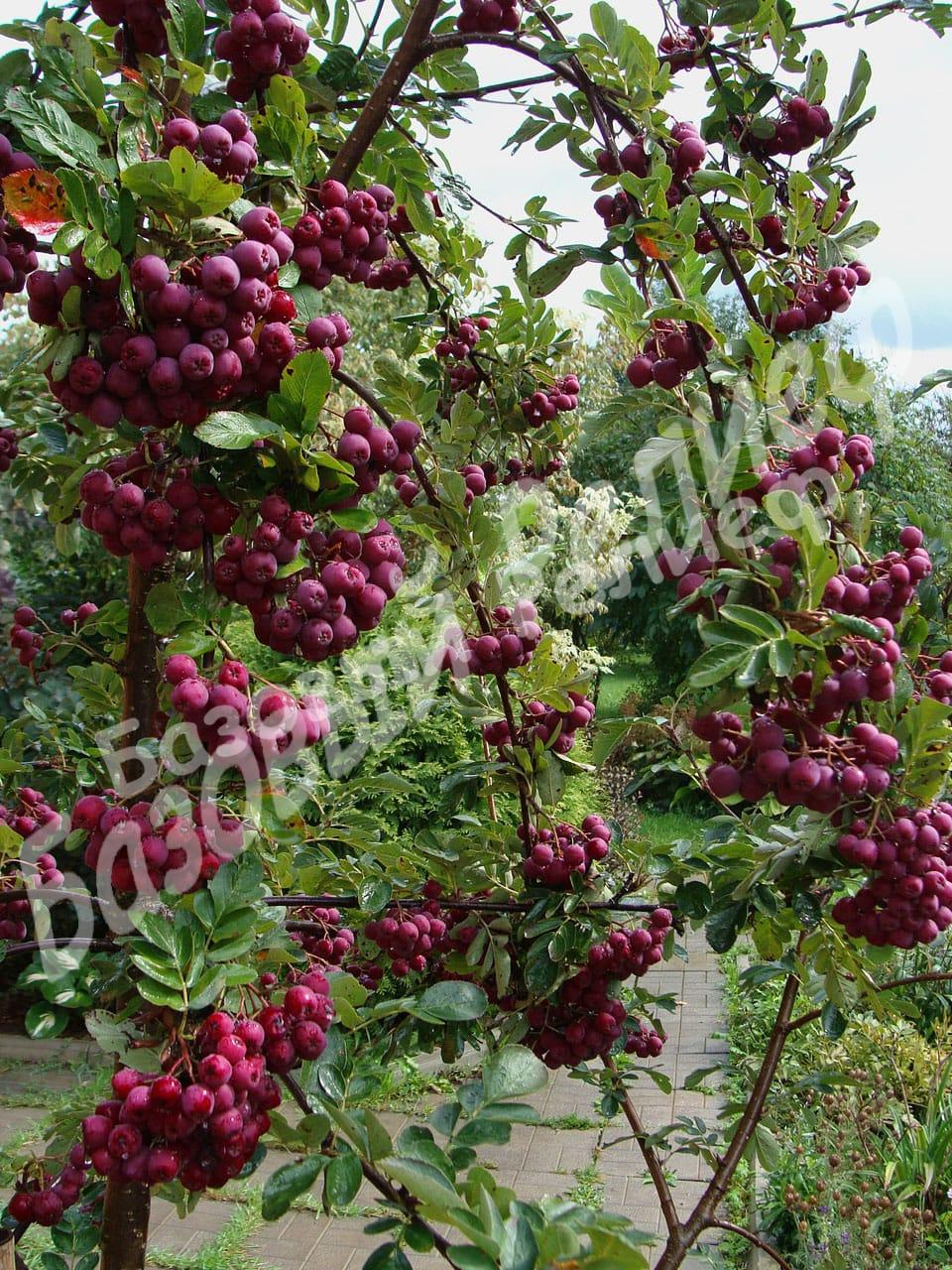 Рябина Мичуринская Десертная