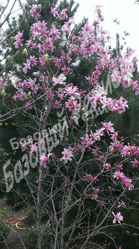 Магнолия звездчатая Розеа
