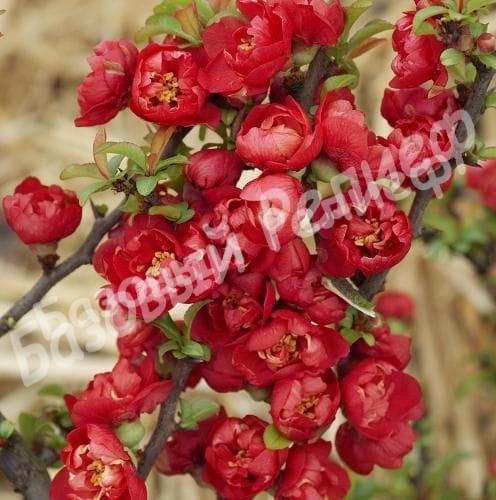 Айва японская Red Joy