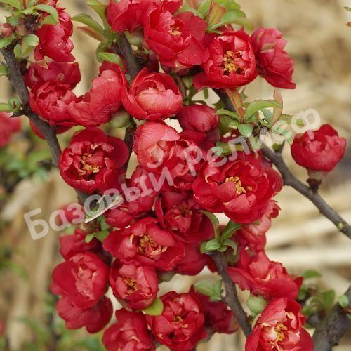 Айва японская Red Joy
