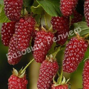 Ежемалина Гигант