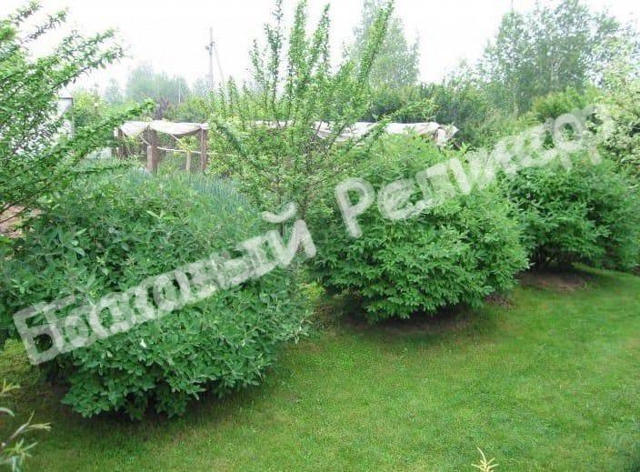 Жимолость камчатская Ленинградский Великан